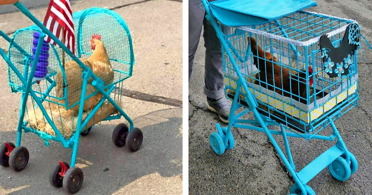 People Are Now Making Chicken Strollers To Take Their Chickens on Walks