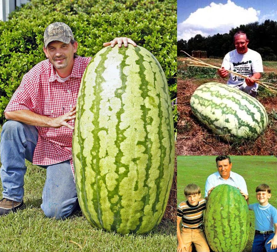 Giant Watermelon Seeds (10Pack)