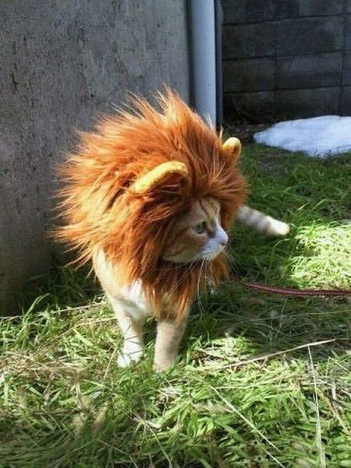 Lions Mane Cat Hat