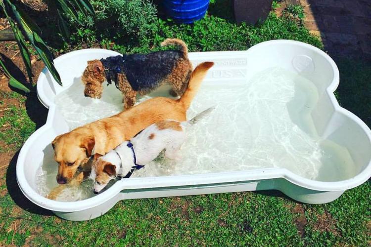 Bone Shaped Dog Pool