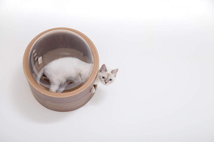 Your Cat Probably Needs This WallMounted Bubble Window Bed