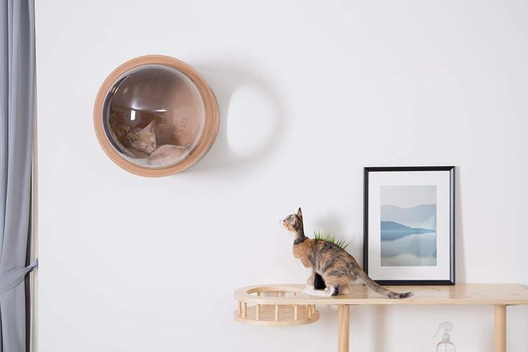 Your Cat Probably Needs This WallMounted Bubble Window Bed