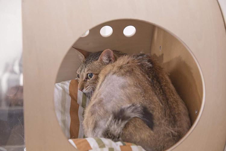Your Cat Probably Needs This WallMounted Bubble Window Bed