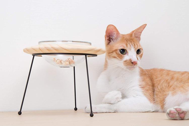 Your Cat Probably Needs This WallMounted Bubble Window Bed