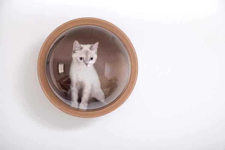 Your Cat Probably Needs This WallMounted Bubble Window Bed