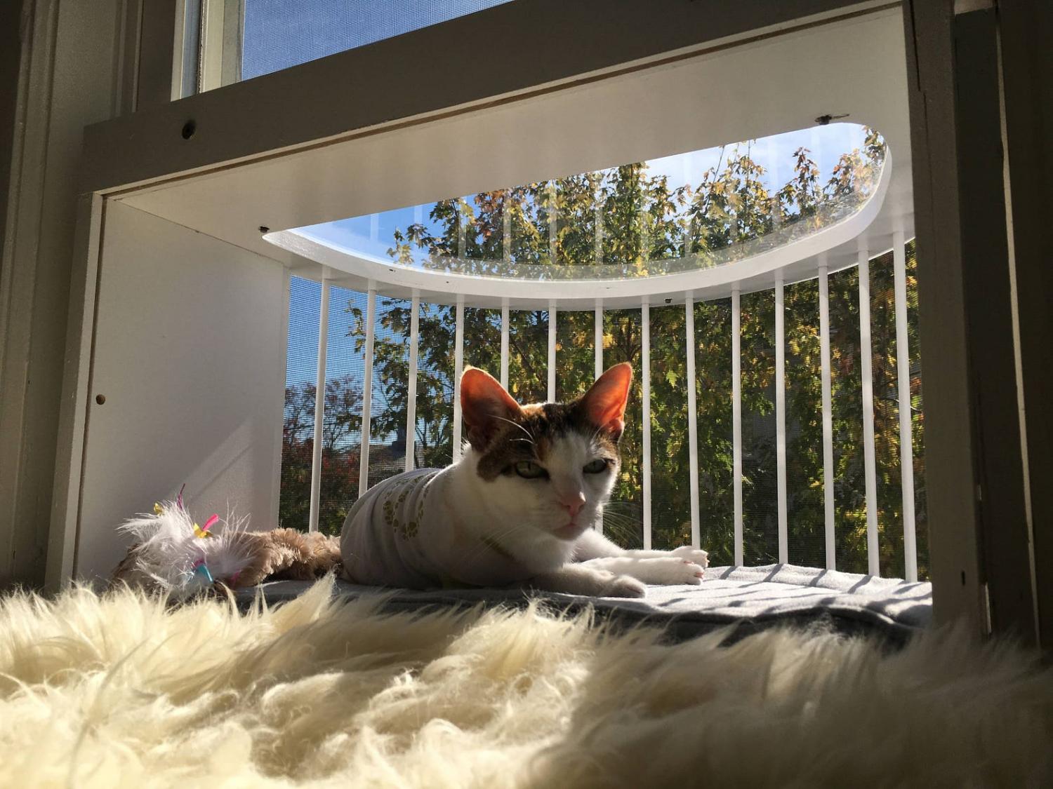 This Cat Solarium Lets Your Kitties Bask In The Sun and Catch a Cool Breeze