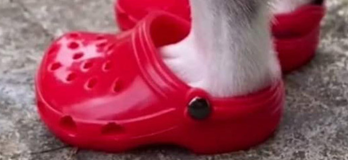 Dog Crocs Are Now A Thing, And Your Dog Probably Wants Them