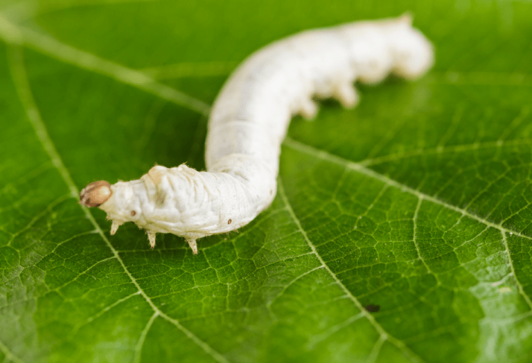 12 Best Insects For Bearded Dragons The Staple Bugs