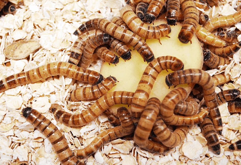 12 Best Insects For Bearded Dragons The Staple Bugs