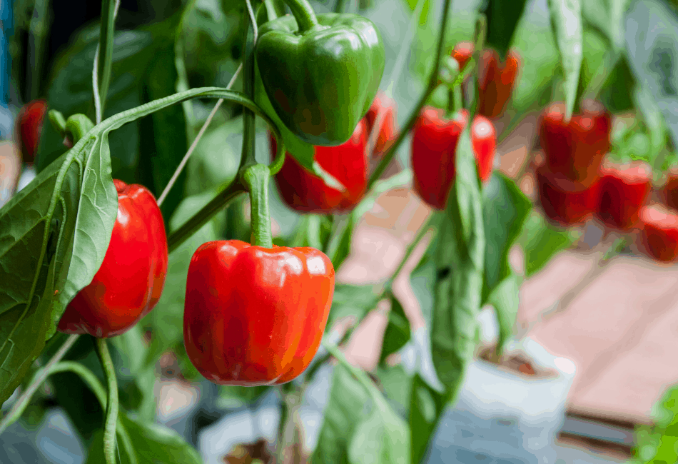 Best Fruits, Vegetables, and Salads For Bearded Dragons