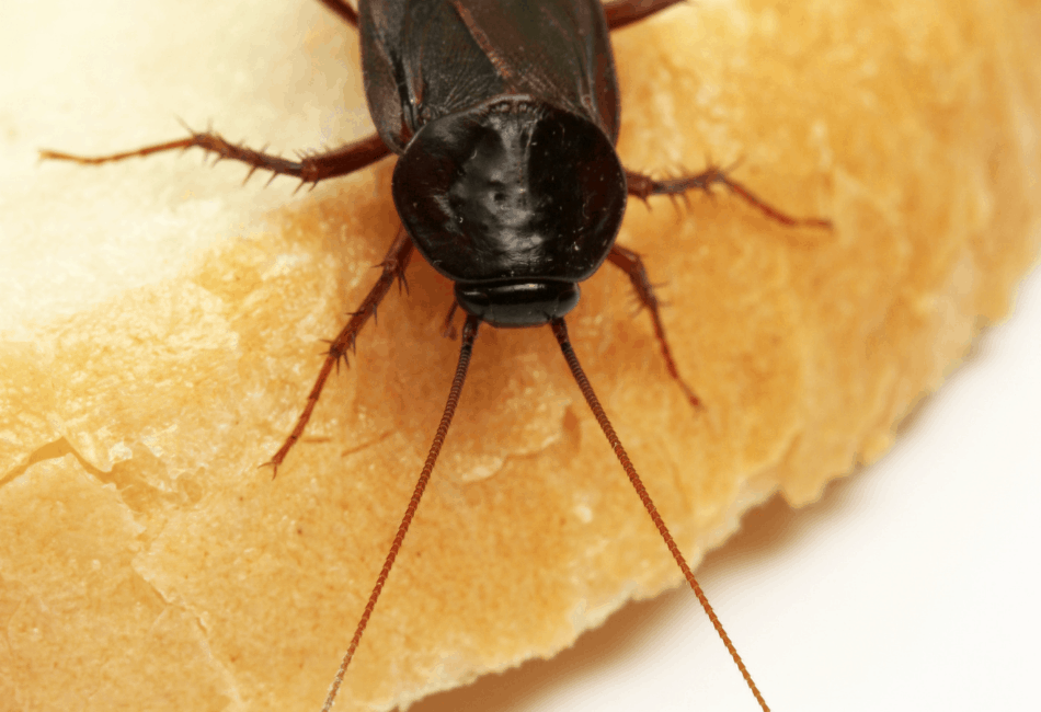 12 Best Insects For Bearded Dragons The Staple Bugs