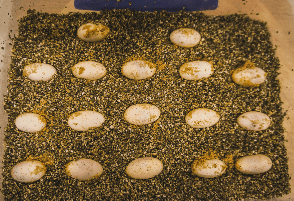 Bearded Dragon Egg Temperature