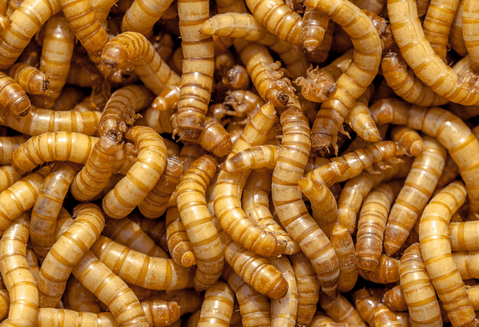 12 Best Insects For Bearded Dragons The Staple Bugs