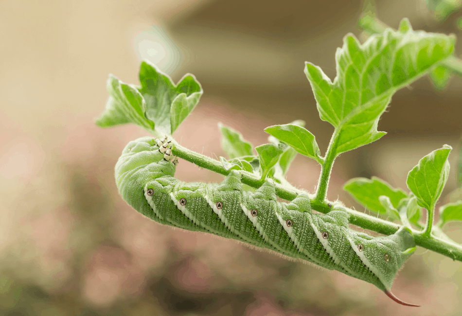 12 Best Insects For Bearded Dragons The Staple Bugs