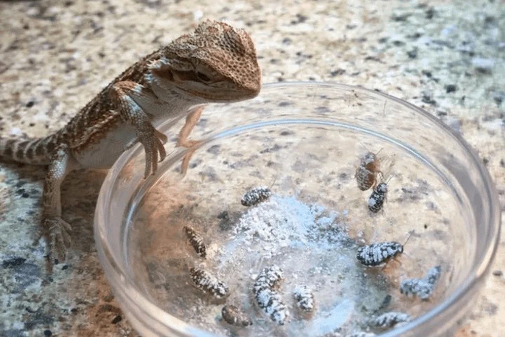 How many phoenix worms should a bearded dragon eat?
