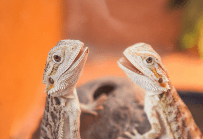 178 Best Bearded Dragon Names