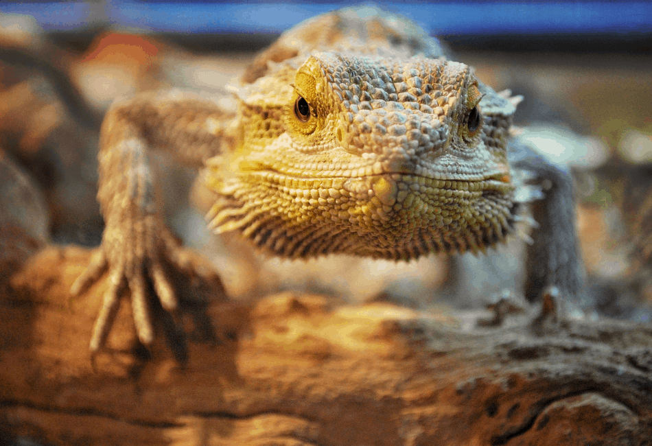 Why does the crystal bearded dragon swim?