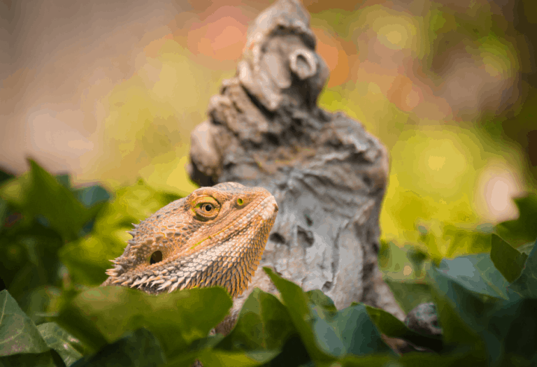 178 Of The Best Bearded Dragon Names (Cute, Female, Cool)
