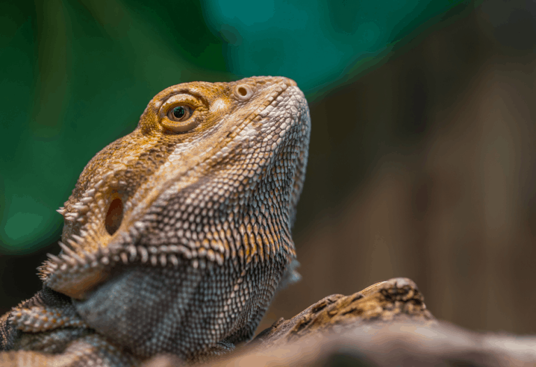 178 Best Bearded Dragon Names