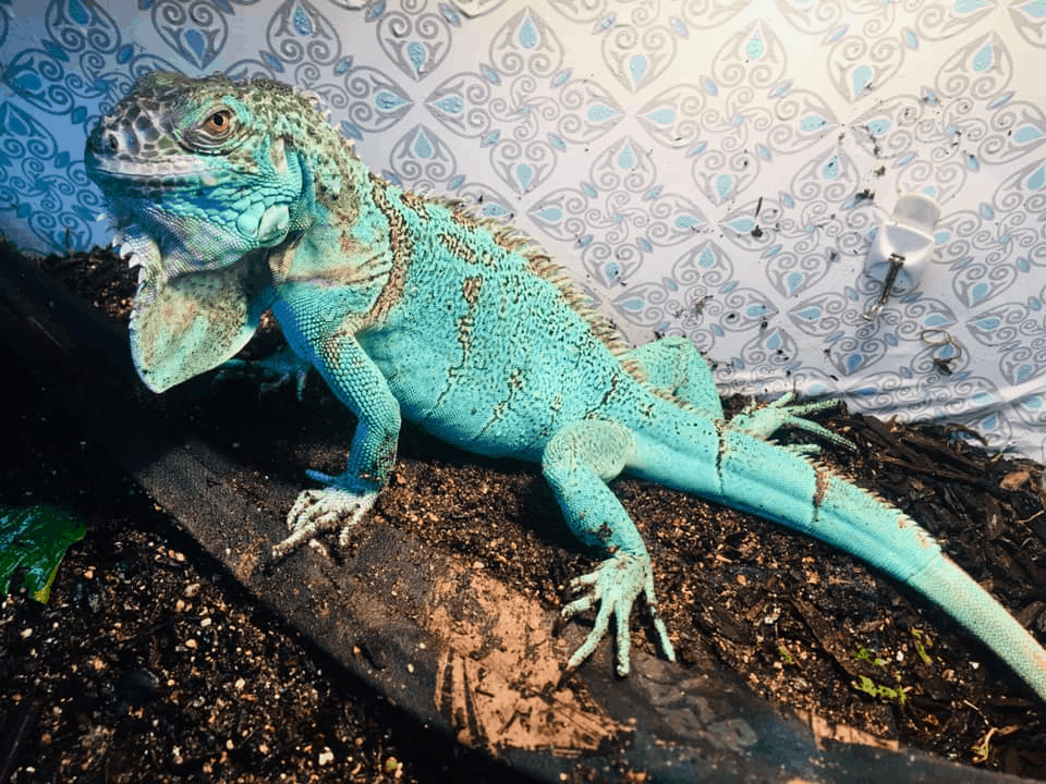 How Long Do Blue Iguanas Live?