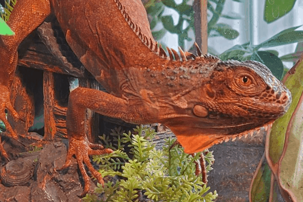 How Big Does A Red Iguana Get