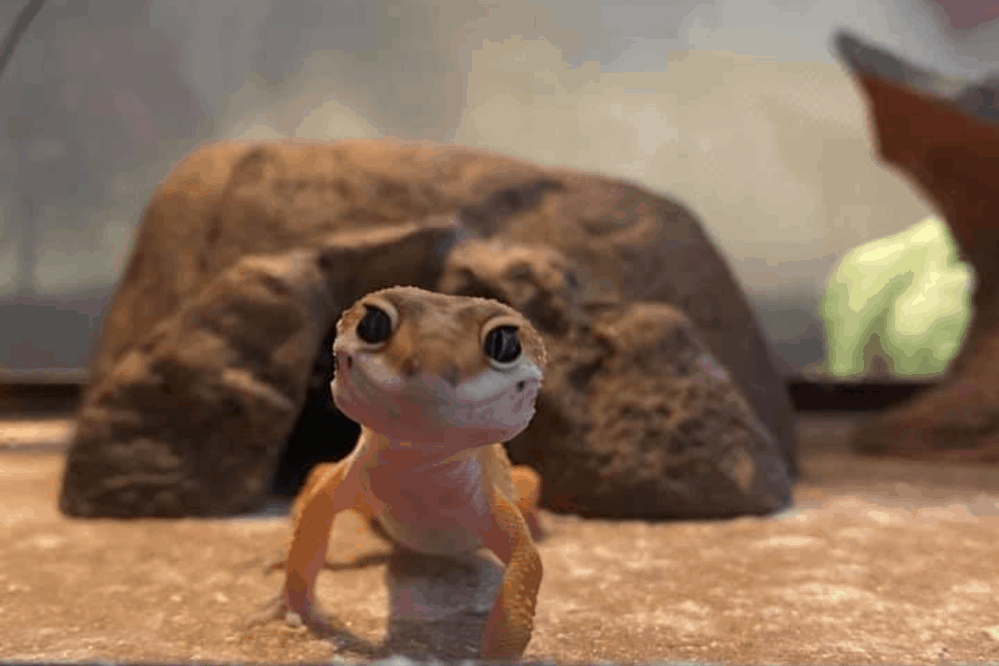 How To Fatten Up A Leopard Gecko