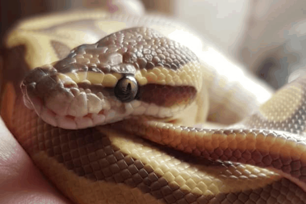 How To Bathe A Ball Python In A Few Simple Steps