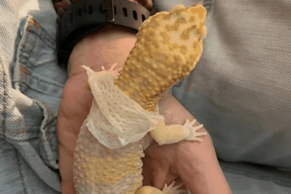 How To Help A Leopard Gecko Shed