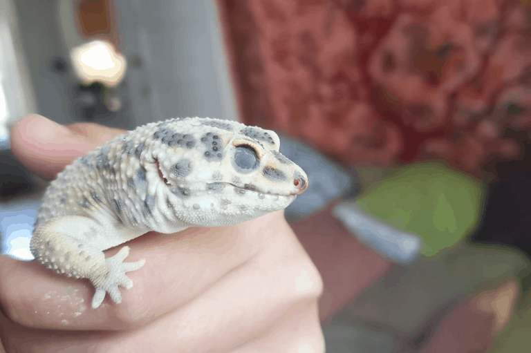 Why Is My Leopard Gecko Pale