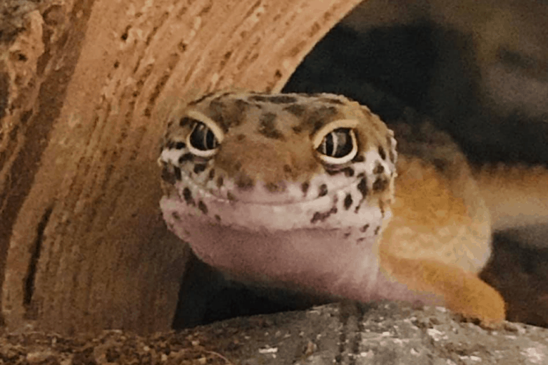 How Much To Feed Leopard Geckos