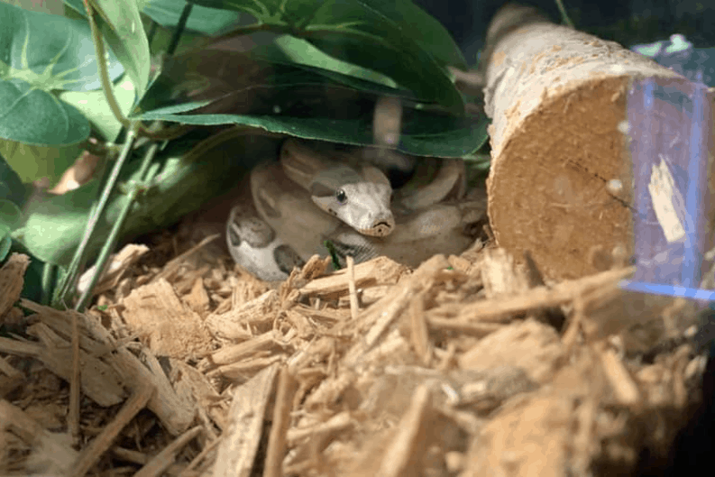 How Long Does A Boa Constrictor Live