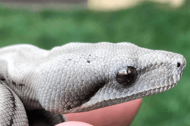 How Many Eggs Does A Boa Constrictor Lay