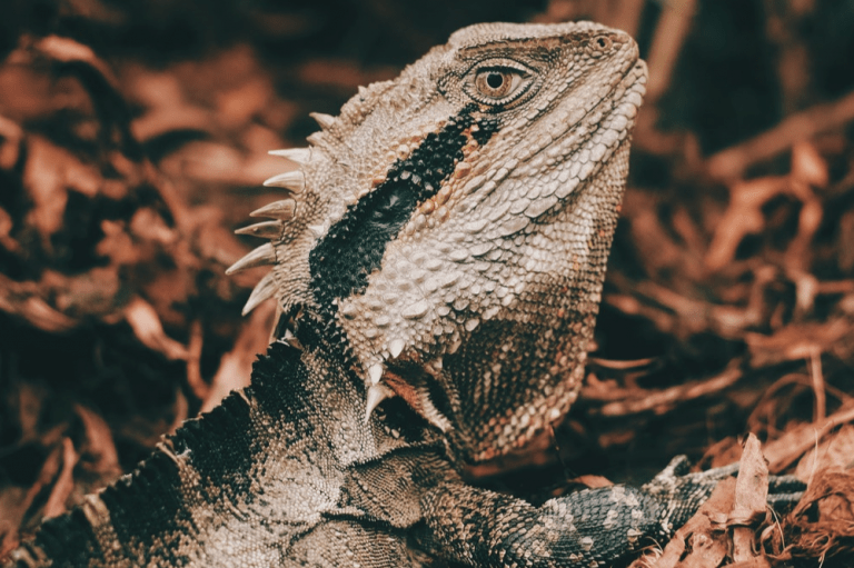 How To Euthanize A Reptile At Home Humanely