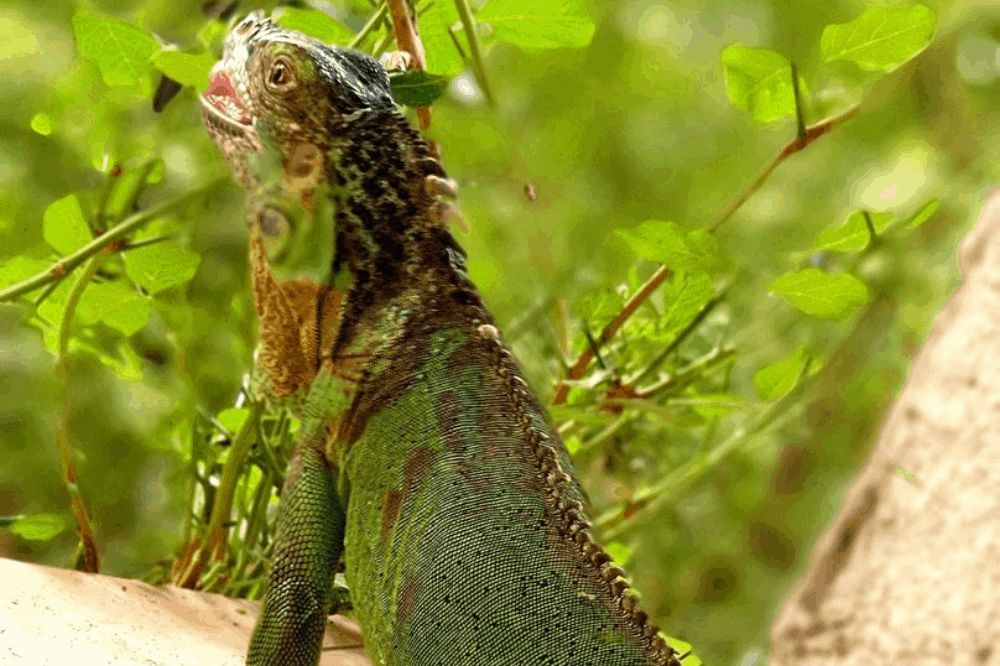 338 Of The Best Iguana Names