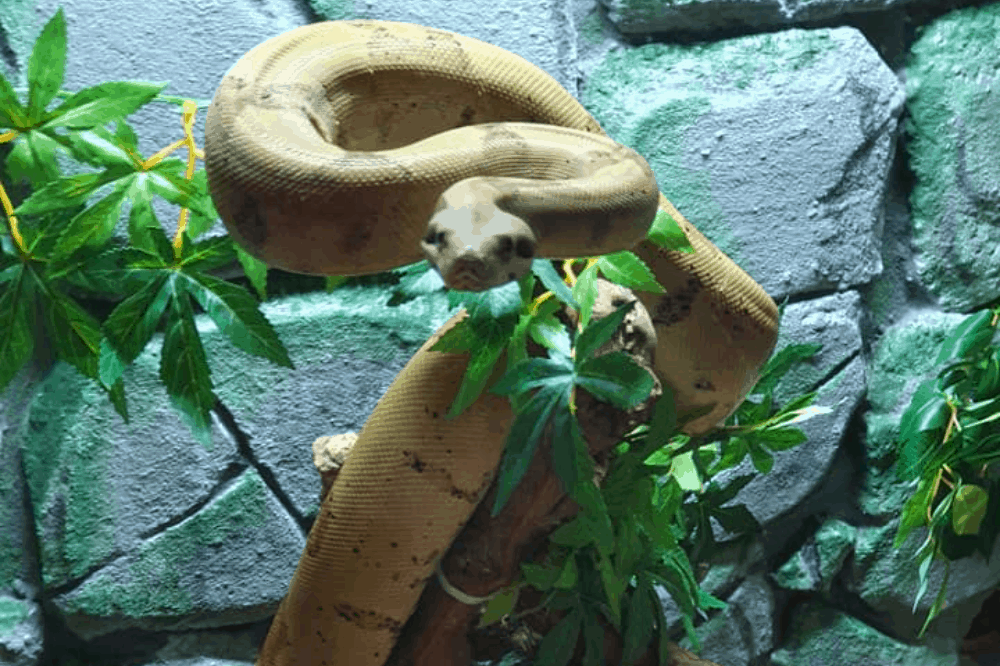 How Do Snakes Communicate?