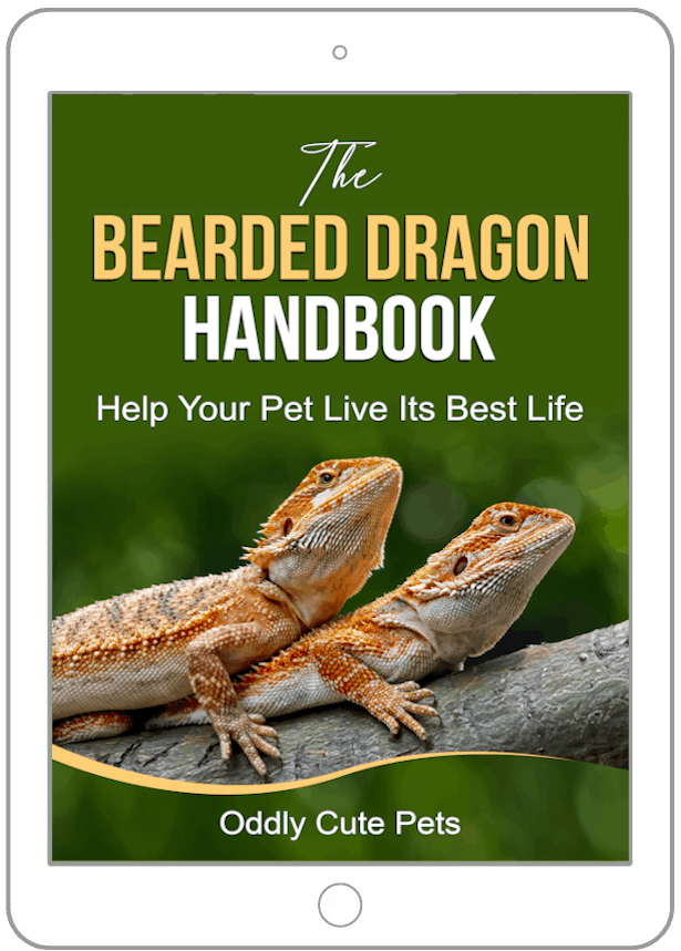 A guide to the rather amazing animals of bearded dragons