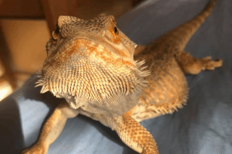 Bearded Dragon 3 Oddly Cute Pets