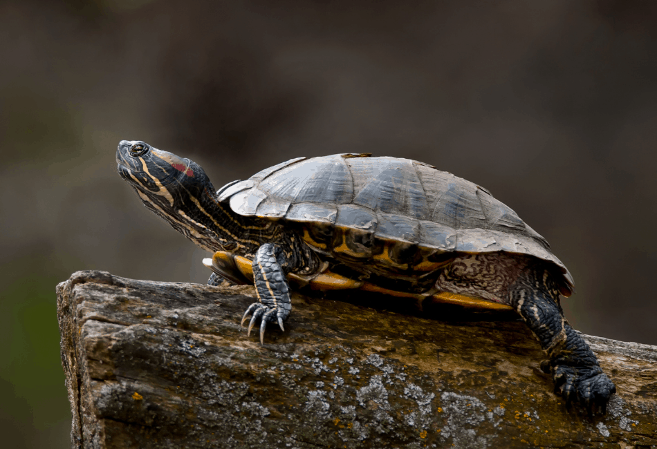 Are Turtles Attached To Their Shells?