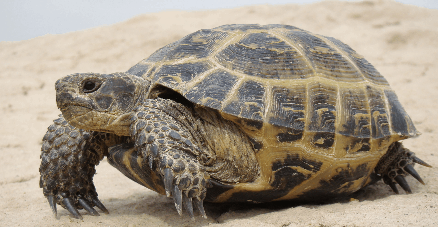 Mini Tortoise Breeds