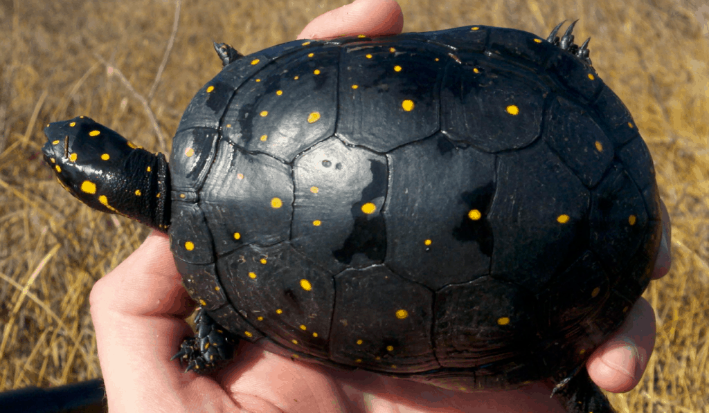 Baby Turtles That Stay Small