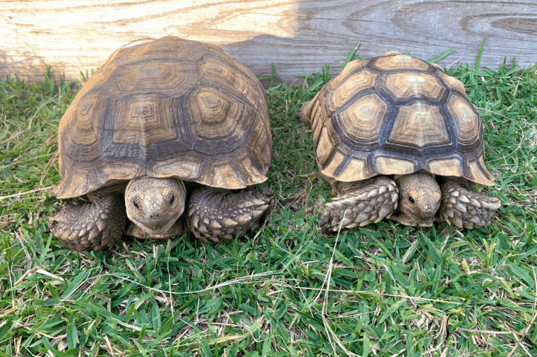 Tortoise Care For Beginners