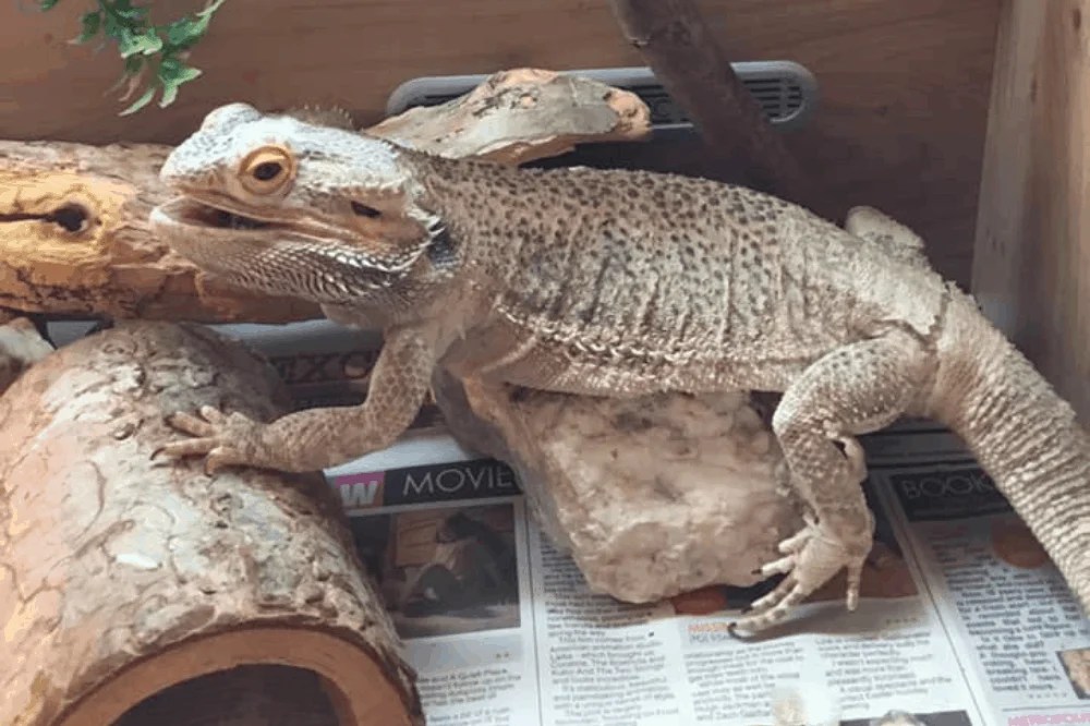 Cute 75 Gallon Bearded Dragon Tank