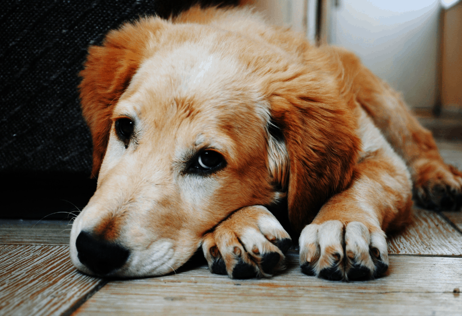 Will My Dog Eat My Bearded Dragon?
