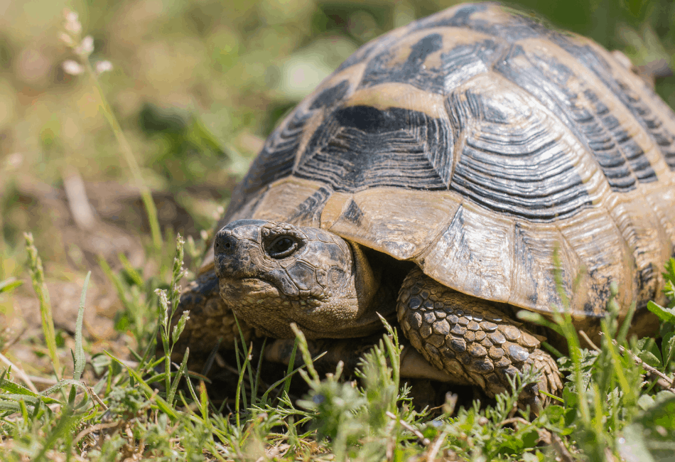 Hermann's Tortoise Care