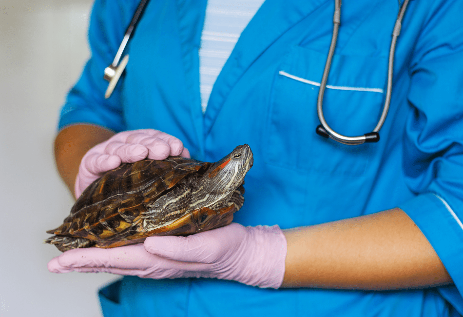 Turtle Soft Shell Treatment 101