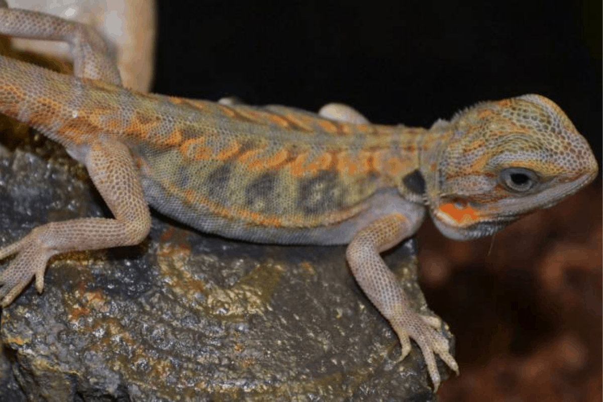 13 Appearance of the bearded dragon, types and colors (print)