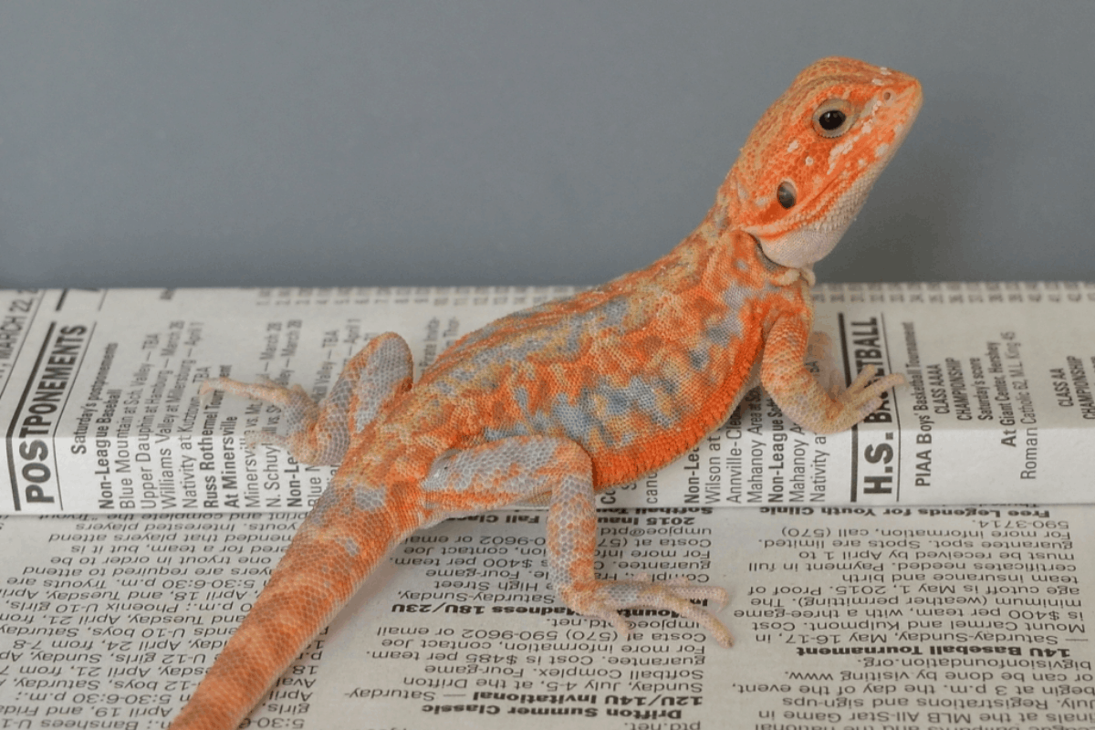 13 Bearded Dragon Morphs, Species, & Colors (Pictures)