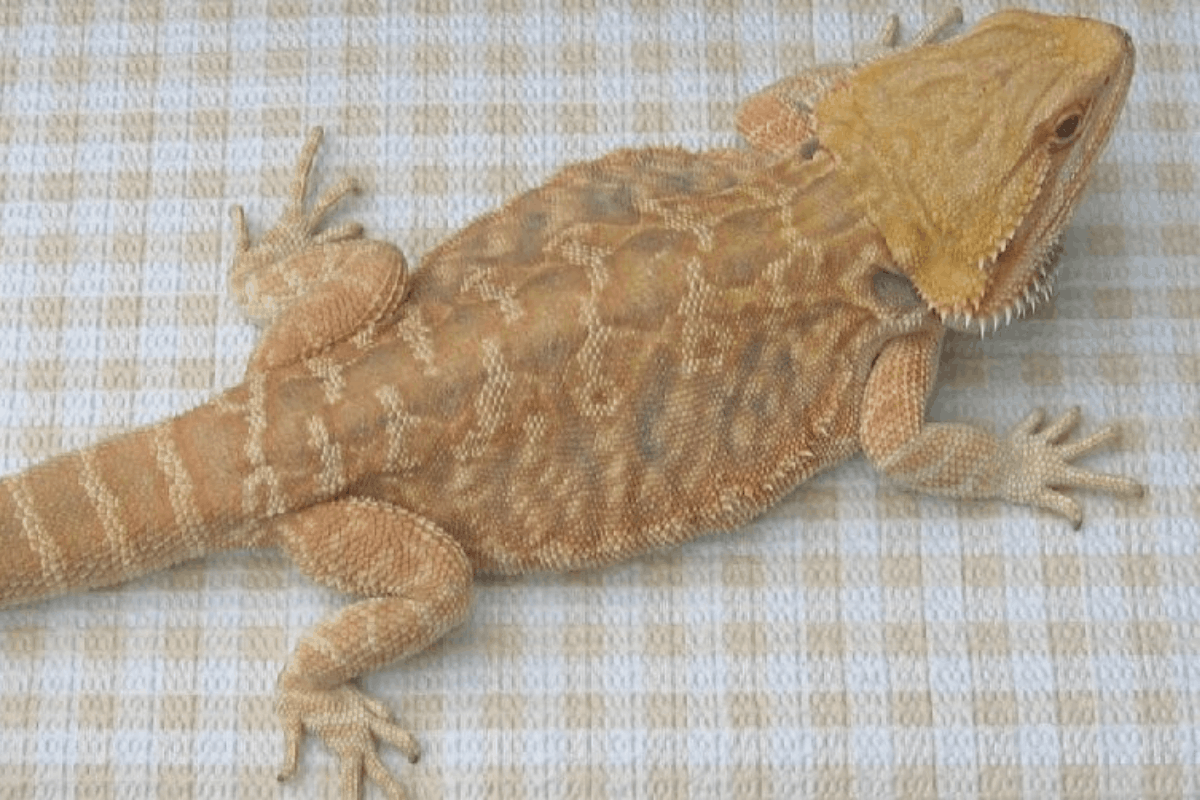 13 Bearded Dragon Morphs, Species, & Colors (Pictures)