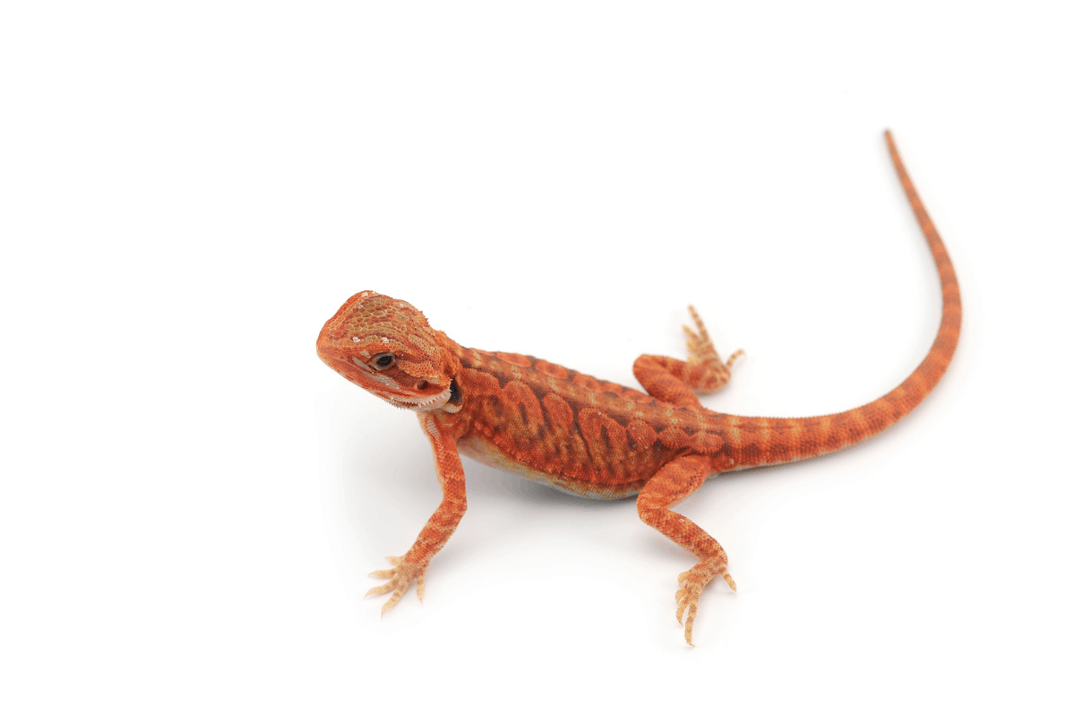 13 Bearded Dragon Morphs, Species, & Colors (Pictures)