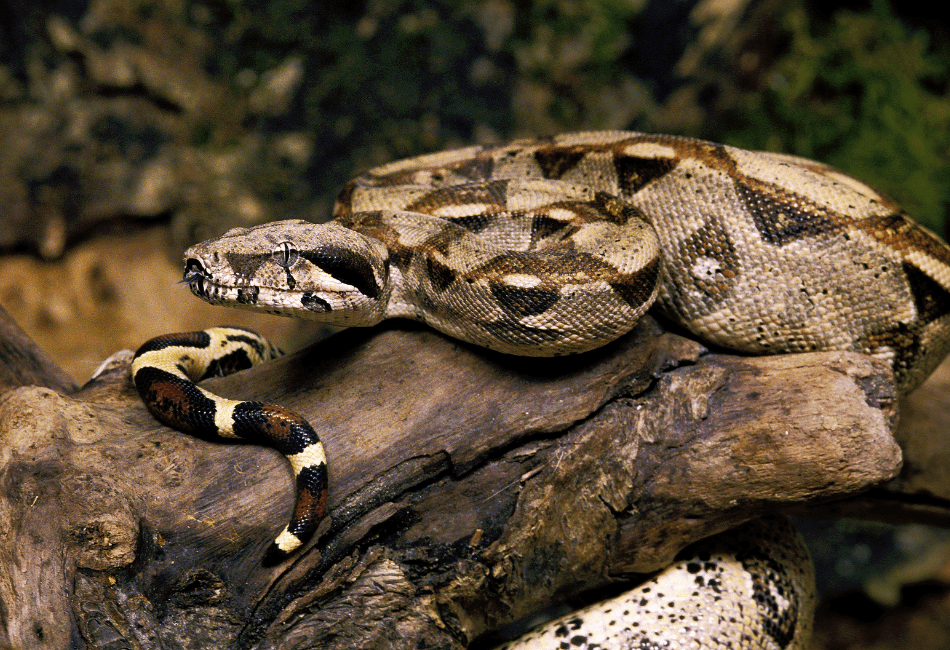 Information On Pet Boa Constrictors